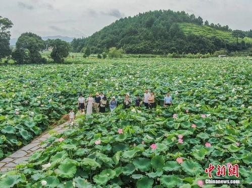 江西莲花县最新爆料,揭秘神秘事件背后的真相